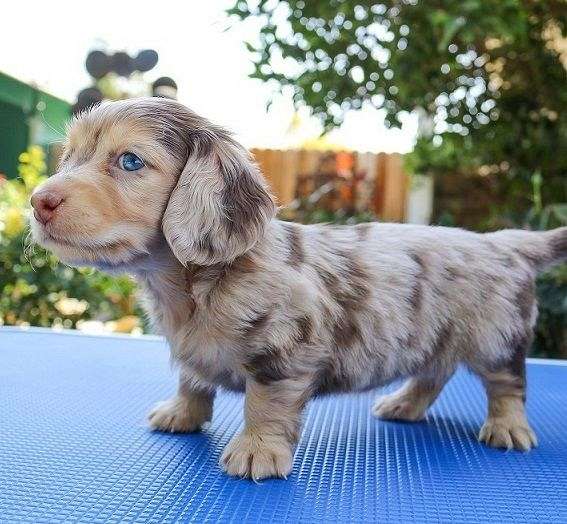 puppies-for-sale-malti-poo