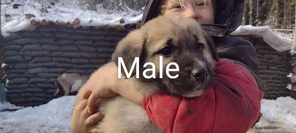 anatolian-pyrenees-puppy-for-sale