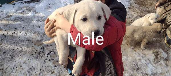 male-anatolian-pyrenees-dog