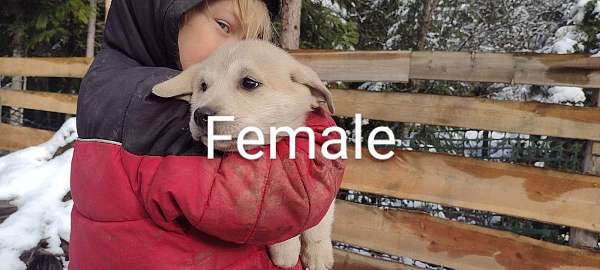 female-anatolian-pyrenees-dog