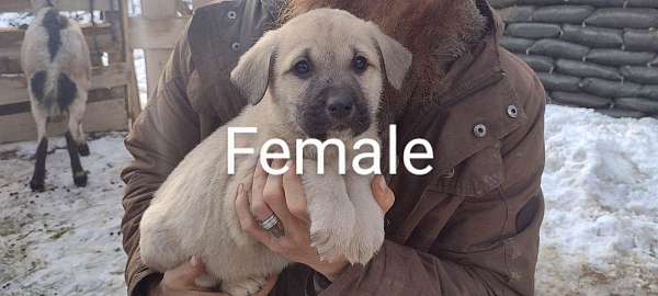female-anatolian-pyrenees-dog