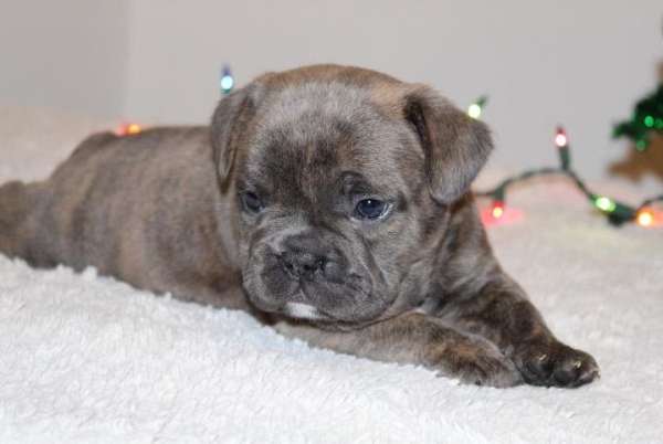 small-puppy-french-bullpuppy