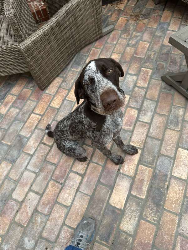 roan-german-wirehaired-pointer