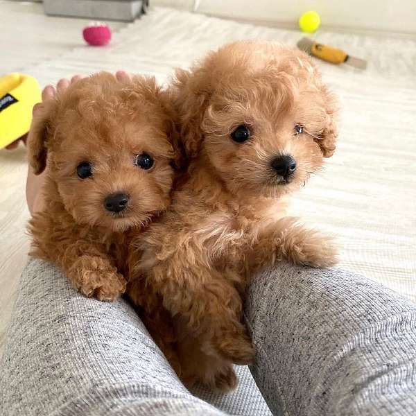 brown-toy-poodle