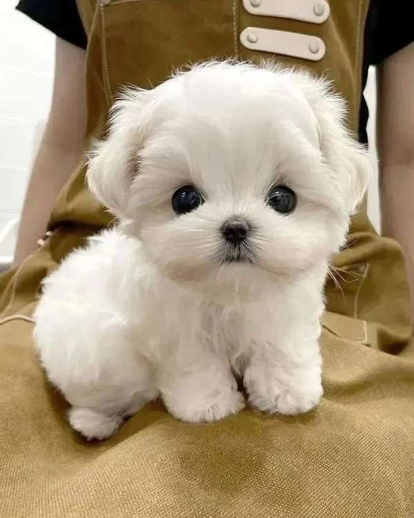 female-shih-tzu-dog