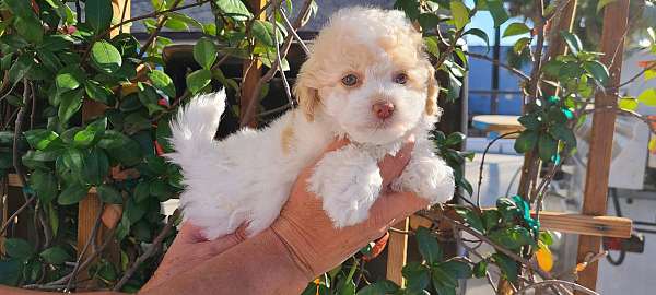 female-toy-poodle-dog