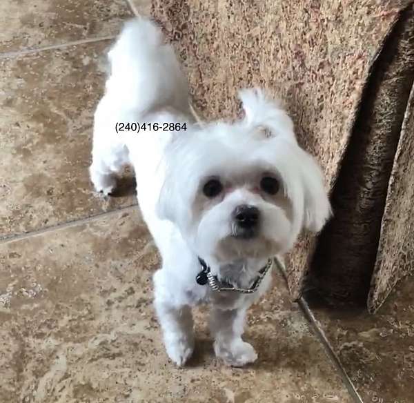 male-maltese-dog