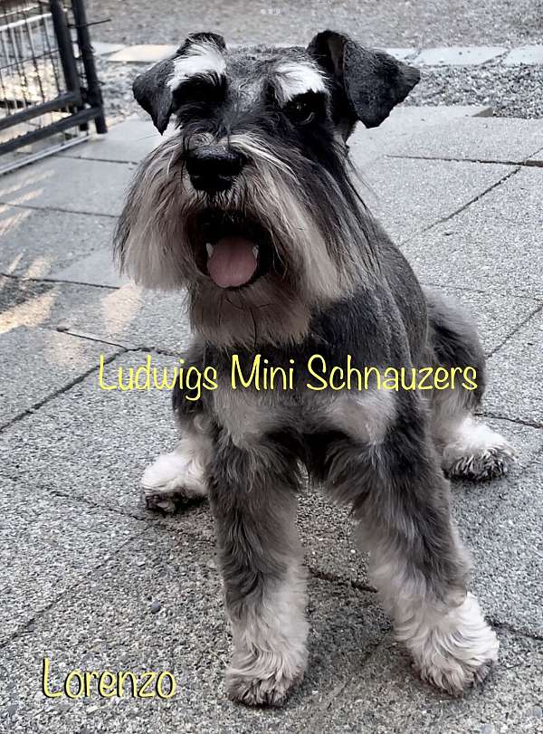schnauzer-breeders-puppy