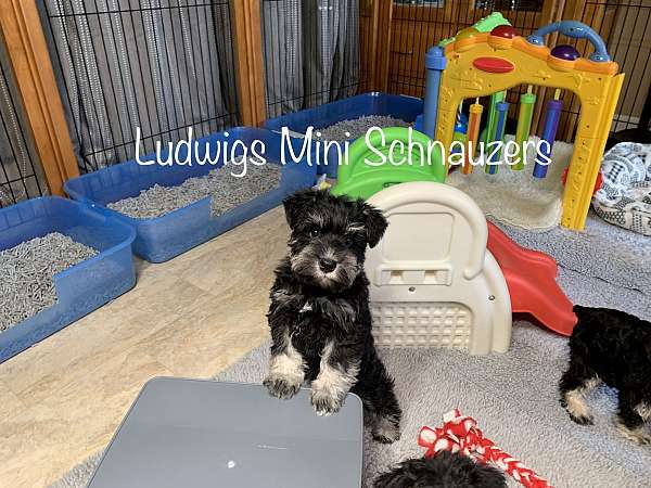 schnauzers-wa-puppy