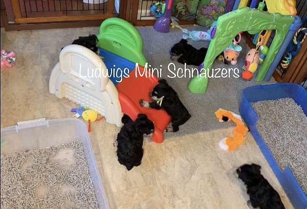 mini-schnauzers-miniature