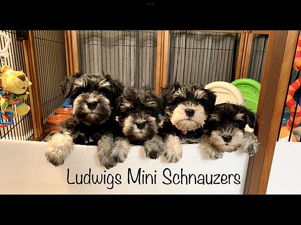 schnauzer-puppy-miniature