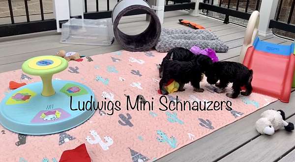 schnauzers-seattle-puppy
