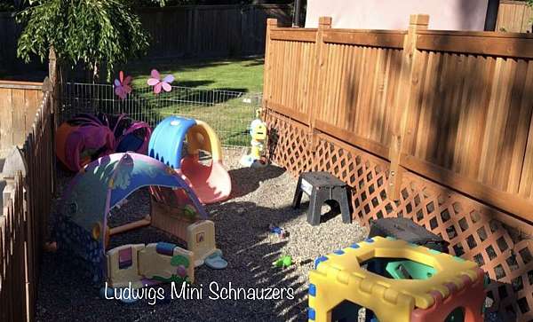 schnauzers-seattle-miniature