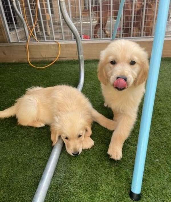 golden-retriver-puppies-near-me-puppy