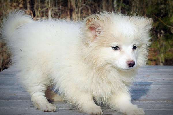 double-coated-american-eskimo