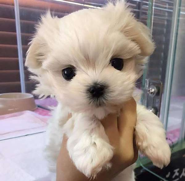 mixed-maltese-dog