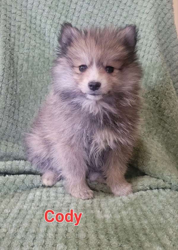 male-pomimo-puppy