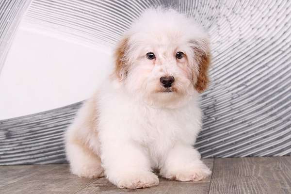 male-red-white-hypoallergenic-miniature-poodle