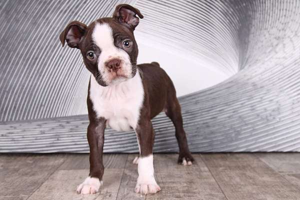 small-red-white-boston-terrier