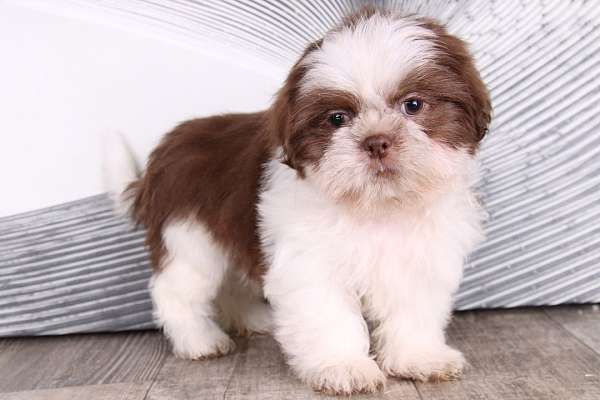 brown-shih-tzu