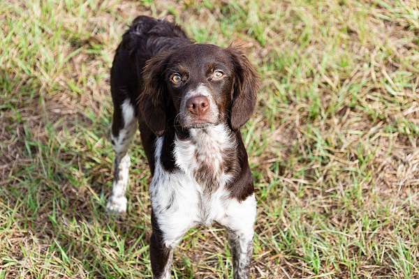 brittany-spaniel-dog-for-sale