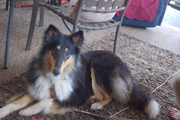 tri-colored-large-rough-collie