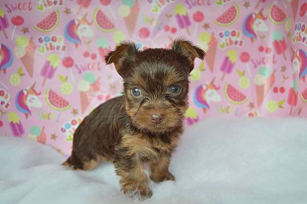 brown-smooth-coated-yorkshire-terrier