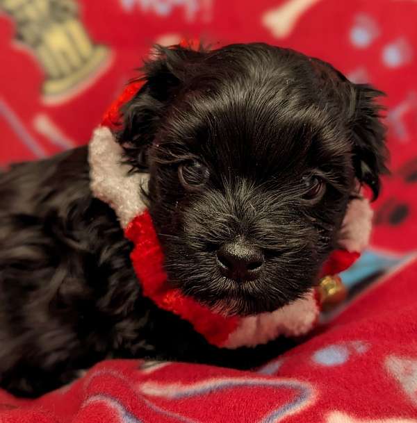 male-black-hypoallergenic-havanese