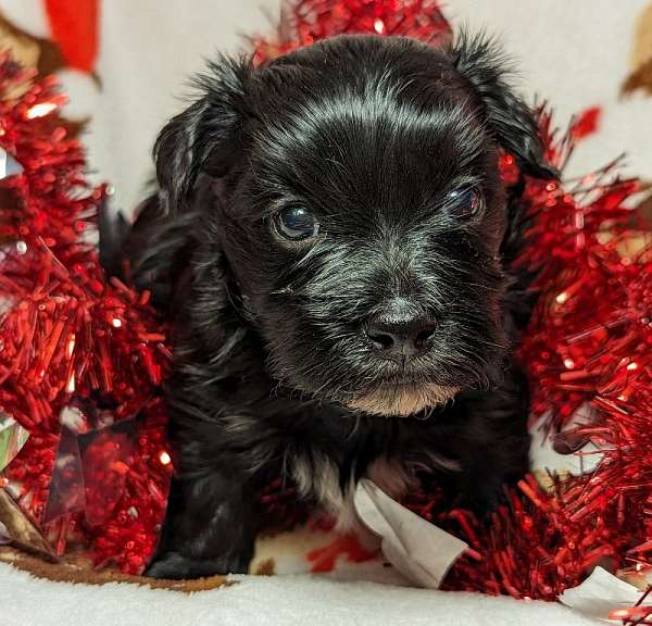 black-small-havanese