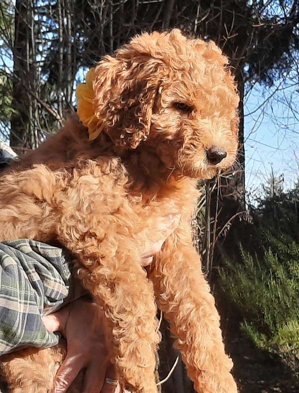 curly-haired-goldendoodle
