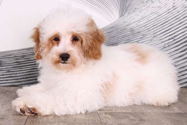 red-white-male-miniature-poodle