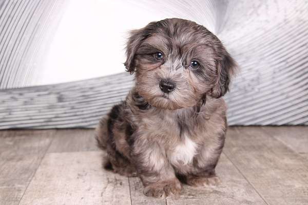 blue-merle-hypoallergenic-shih-poo