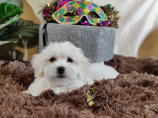 hypoallergenic-coton-de-tulear