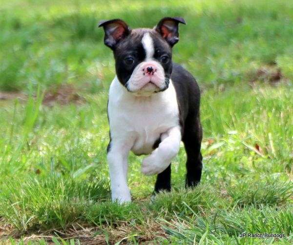 mixed-brindle-smooth-coated-boston-terrier