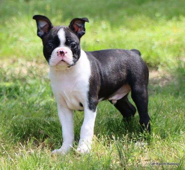 smooth-coated-boston-terrier