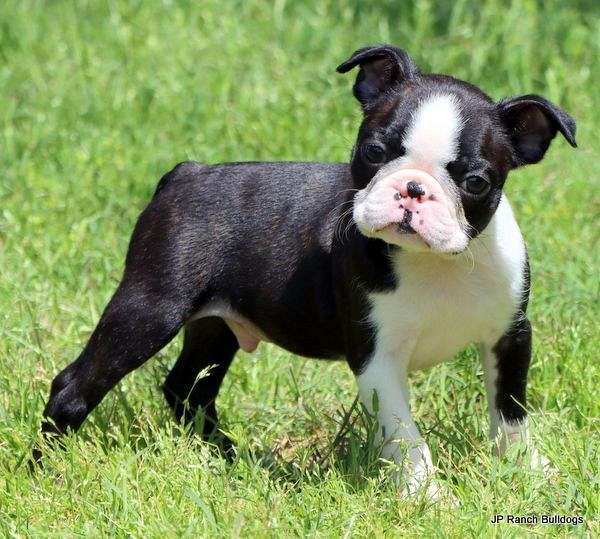 smooth-coated-mixed-boston-terrier