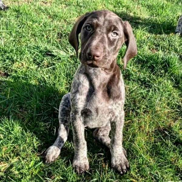 German Shorthaired Pointers