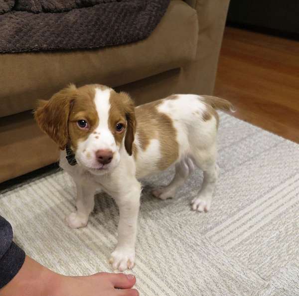 biscuit-white-short-haired-brittany-spaniel