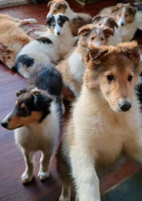 collie-rough-collie-dog-for-sale