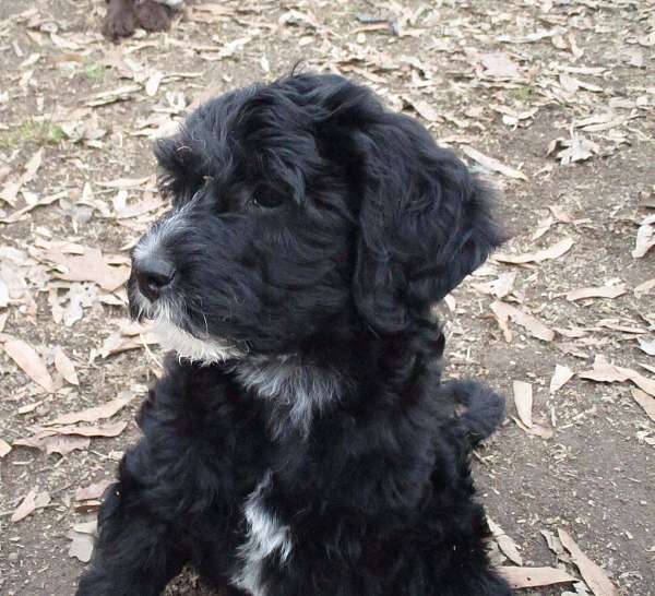 pepper-labradoodle-labradoodle