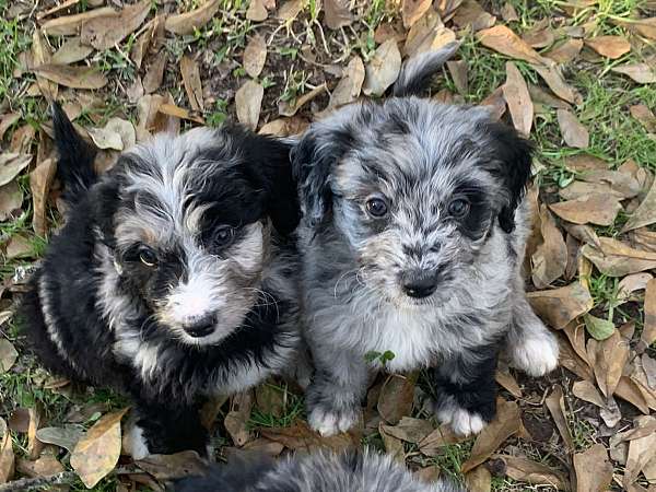 curly-haired-aussiedoodle
