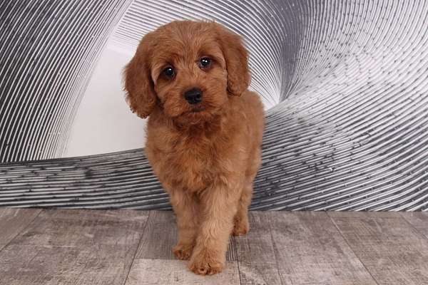 red-miniature-goldendoodle