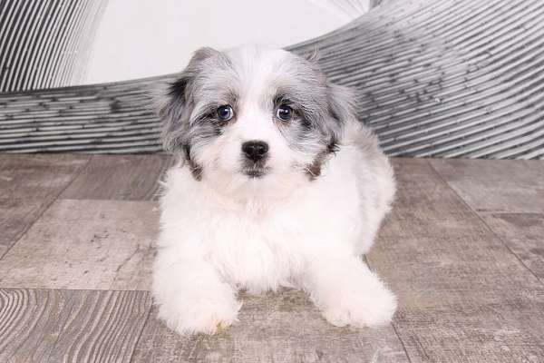 blue-merle-lhasapoo