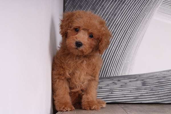 red-miniature-poodle