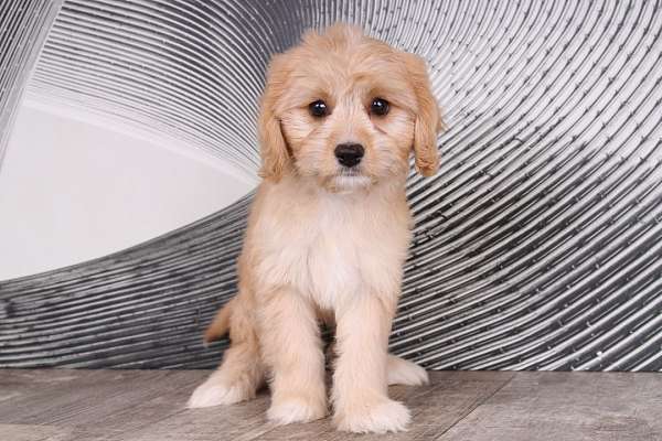 cream-female-cavapoo