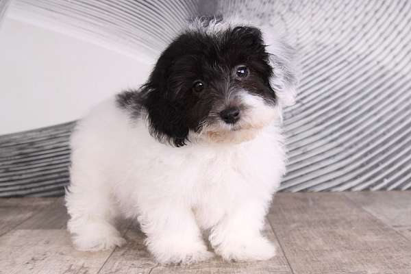 black-cream-male-miniature-poodle