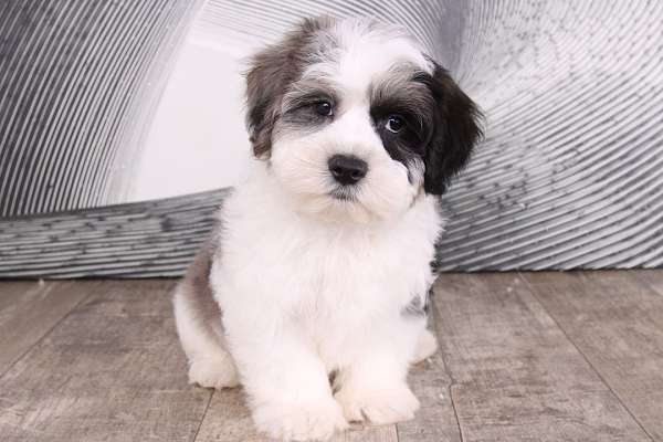 blue-merle-male-lhasapoo