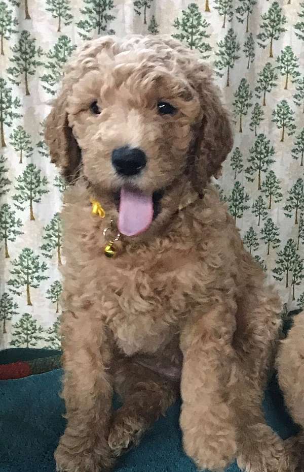 mixed-gold-hypoallergenic-goldendoodle