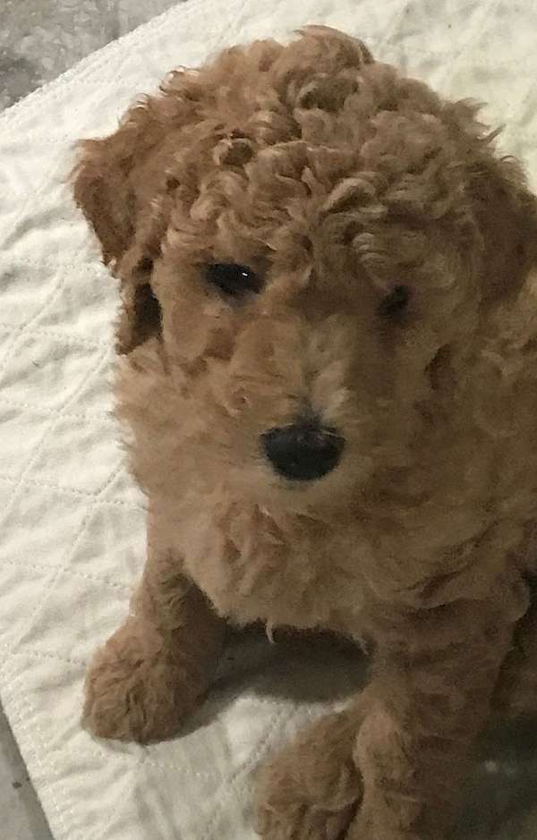 gold-mixed-goldendoodle