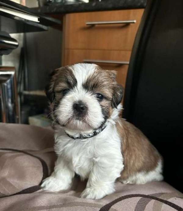 toy-biscuit-white-havanese